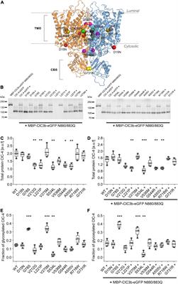 Functional Characterization of CLCN4 Variants Associated With X-Linked Intellectual Disability and Epilepsy